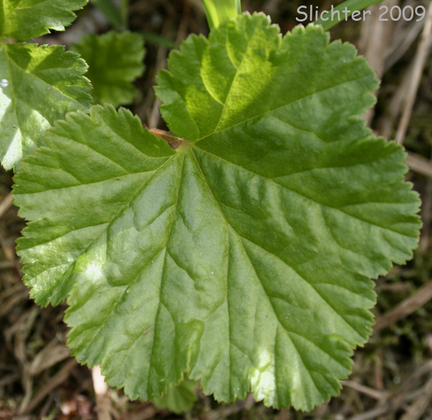 Leaf of Brewer's Bishops Cap, Brewer's Mitrewort, Feathery Bishop's-cap, Feathery Mitrewort: Brewerimitella breweri (Synonyms: Mitella breweri, Pectiantia breweri)